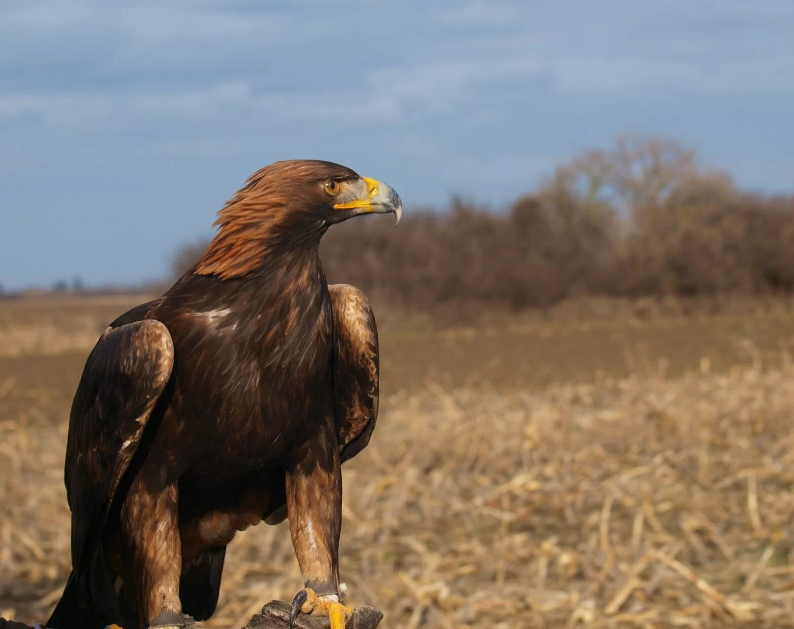 Sokolarstvo – umetnost lova pomoću ptica grabljivica